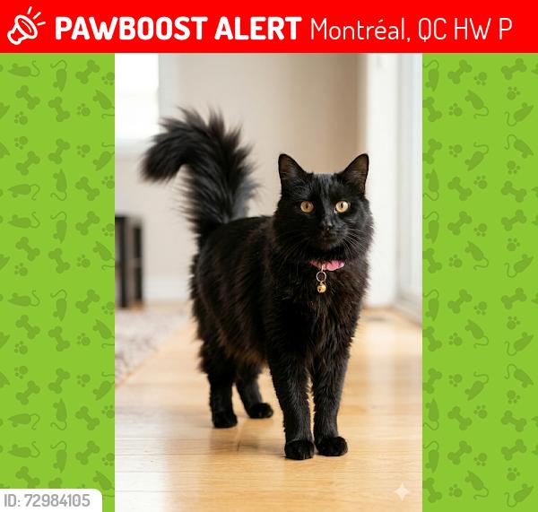 Lost Female Cat last seen Hochelaga/Bourbonniere, Montréal, QC H1W 3P3