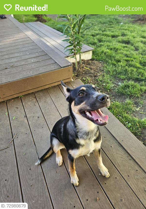 Reunited Female Dog last seen Marion Lane, Fort Salonga, NY 11768