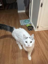 Found/Stray Female Cat last seen Near Alpha St Lansing MI 48910, Lansing, MI 48910