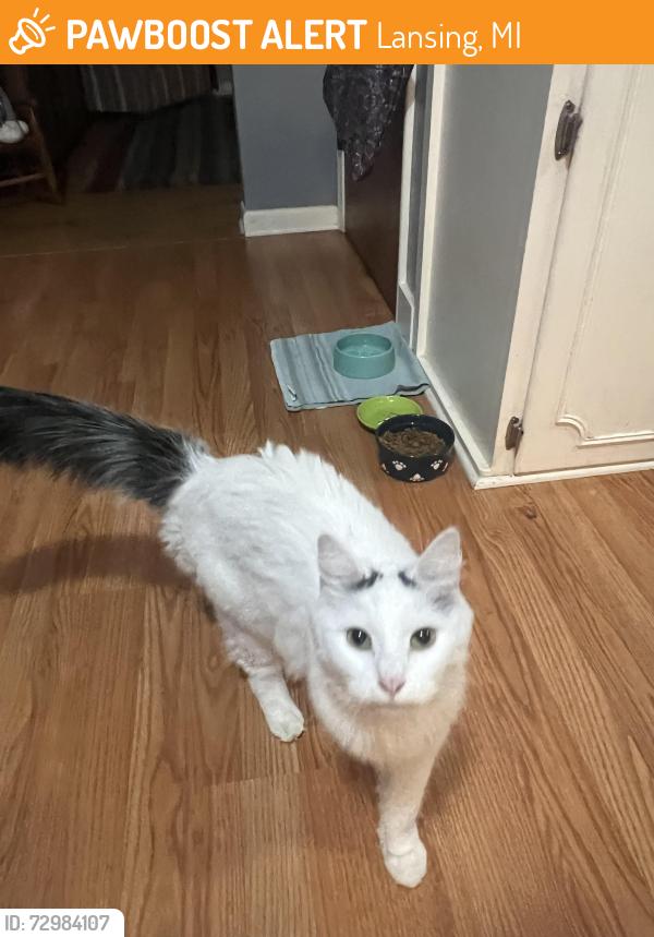 Found/Stray Female Cat last seen Near Alpha St Lansing MI 48910, Lansing, MI 48910