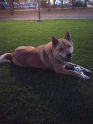Found/Stray Male Dog last seen Myriad Gardens downtown, Oklahoma City, OK 73102