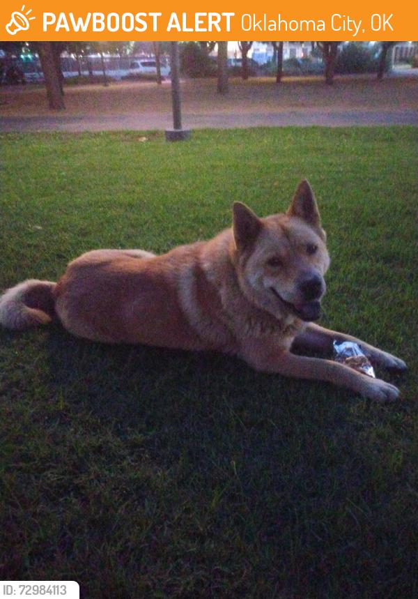 Found/Stray Male Dog last seen Myriad Gardens downtown, Oklahoma City, OK 73102
