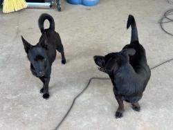 Found/Stray Female Dog last seen Blackstone and Sierra, Fresno, CA 93710