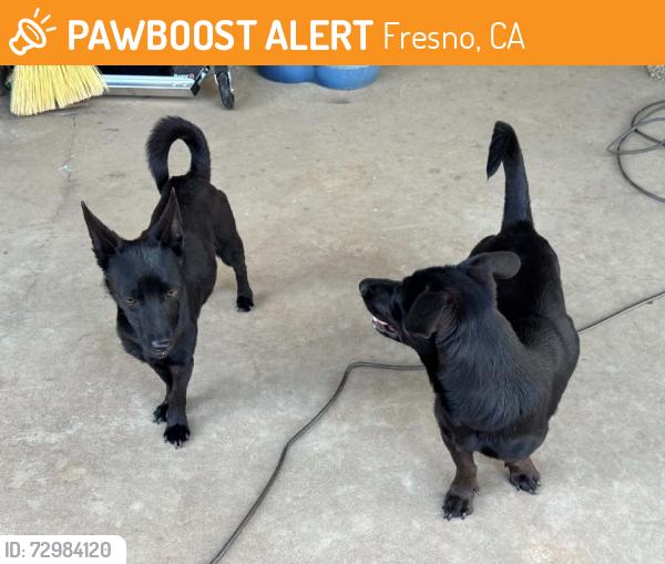 Found/Stray Female Dog last seen Blackstone and Sierra, Fresno, CA 93710