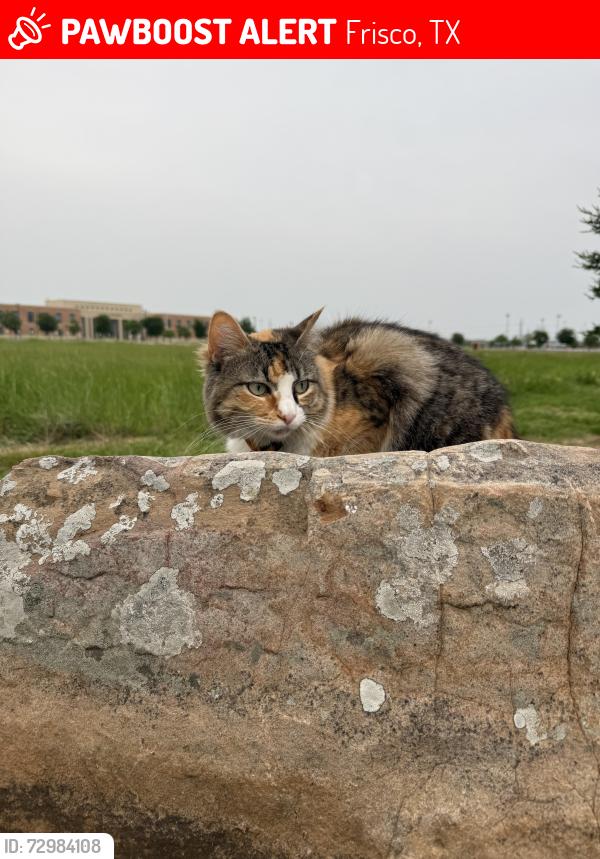 Lost Female Cat last seen In the alley way of Kennedale Drive, Frisco, TX 75034