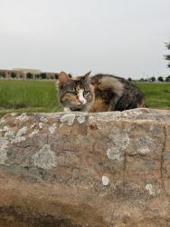 Lost Female Cat last seen In the alley way of Kennedale Drive, Frisco, TX 75034