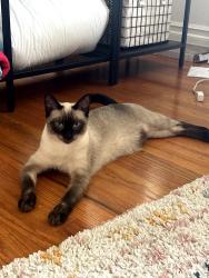 Lost Female Cat last seen Vale View Drive & Las Palmas, Vista, CA 92081