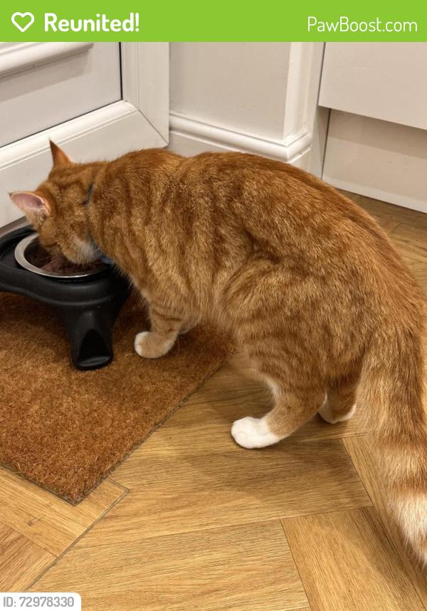 Reunited Male Cat last seen Besant Close, Blackburn , Blackburn with Darwen, England BB1 2RG