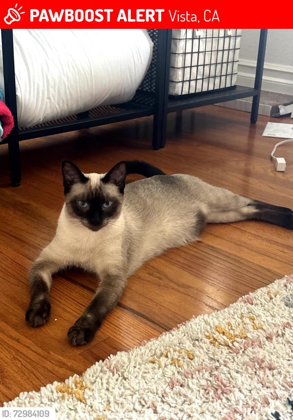 Lost Female Cat last seen Vale View Drive & Las Palmas, Vista, CA 92081
