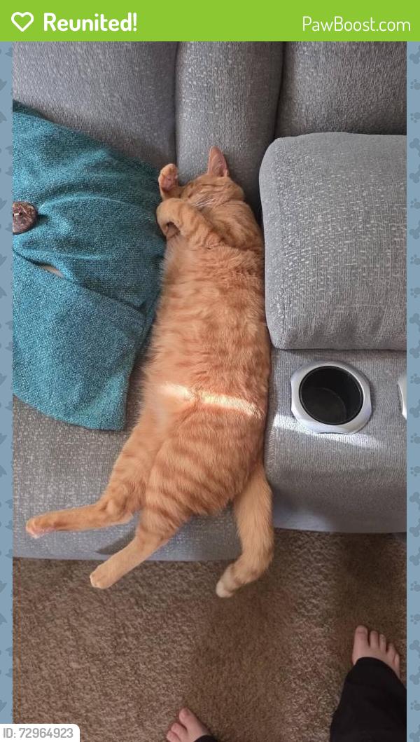 Reunited Male Cat last seen Northwood Dr, Conway, AR 72034, USA, Conway, AR 72034