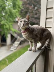 Reunited Female Cat last seen Duportail Bridge, Richland, WA 99352