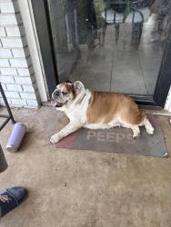 Found/Stray Female Dog last seen 82nd n Hudson okc ok 73114, Oklahoma City, OK 73114