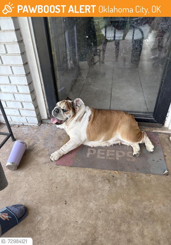 Found/Stray Female Dog last seen 82nd n Hudson okc ok 73114, Oklahoma City, OK 73114