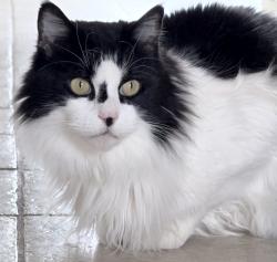 Lost Male Cat last seen off Parker Rd, Chesapeake, VA 23322