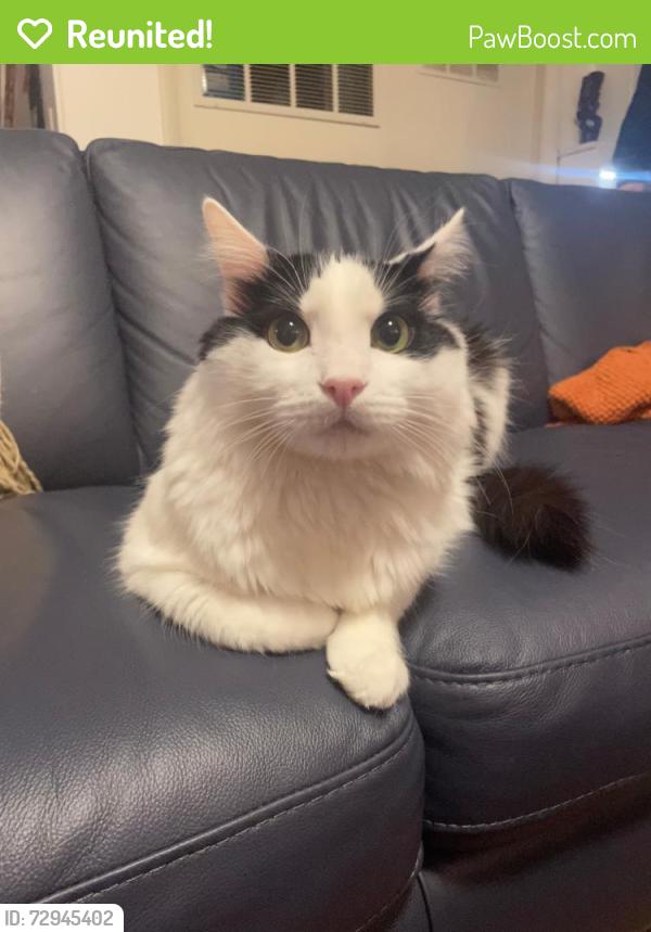 Reunited Male Cat last seen Jewel lake and Collins Way , Anchorage, AK 99502