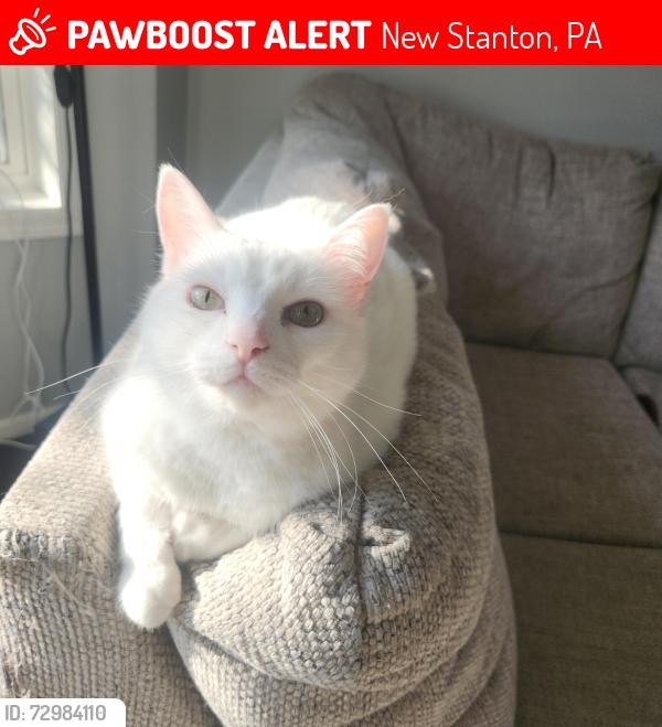 Lost Male Cat last seen Hampton Inn and suites, New Stanton, PA 15672