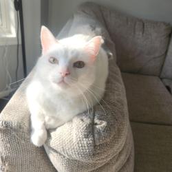 Lost Male Cat last seen Hampton Inn and suites, New Stanton, PA 15672