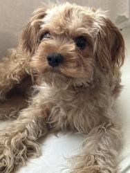 Reunited Male Dog last seen Near W Amberway Ln, Garland, TX 75040, USA, Garland, TX 75040