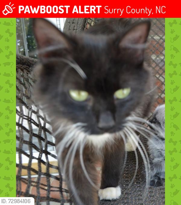 Lost Female Cat last seen Pat Irwin Rd, Surry County, NC 27041