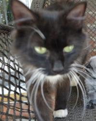 Lost Female Cat last seen Pat Irwin Rd, Surry County, NC 27041