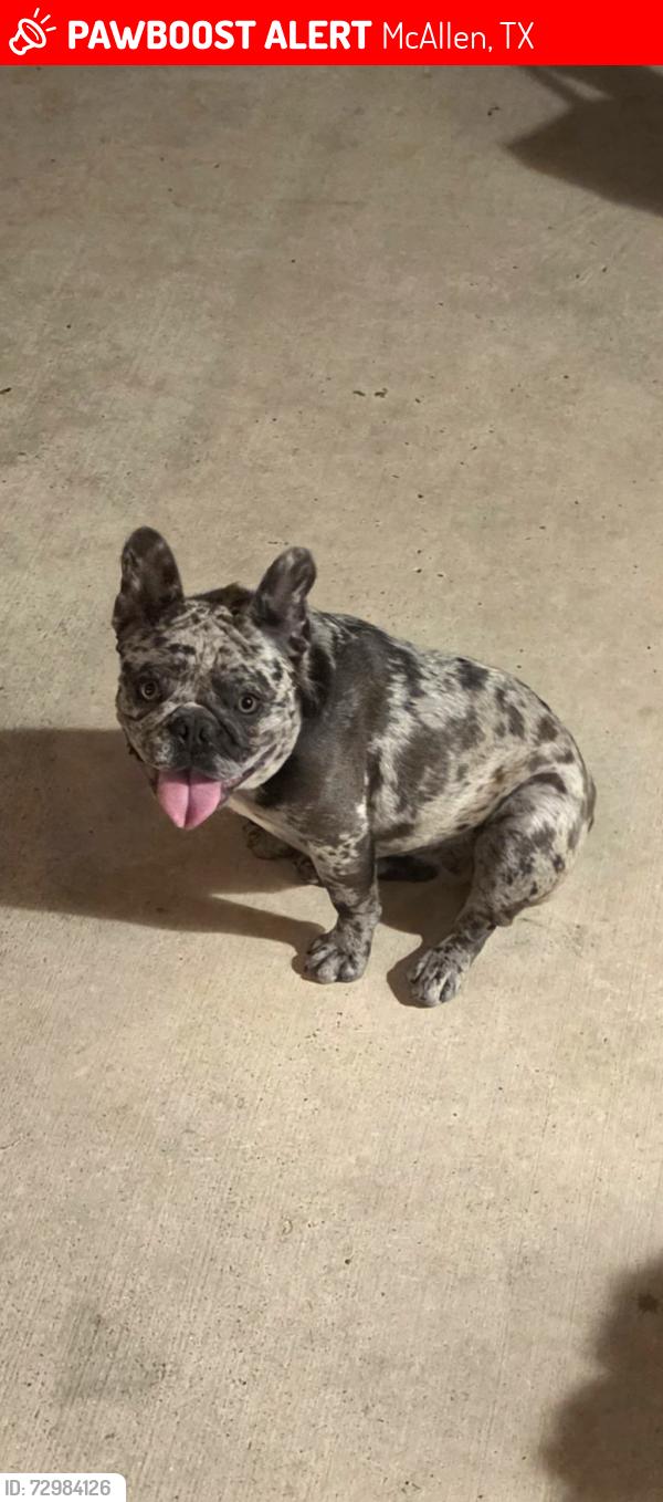Lost Female Dog last seen Near Tres Lagos, McAllen, TX 78504