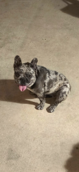 Lost Female Dog last seen Near Tres Lagos, McAllen, TX 78504