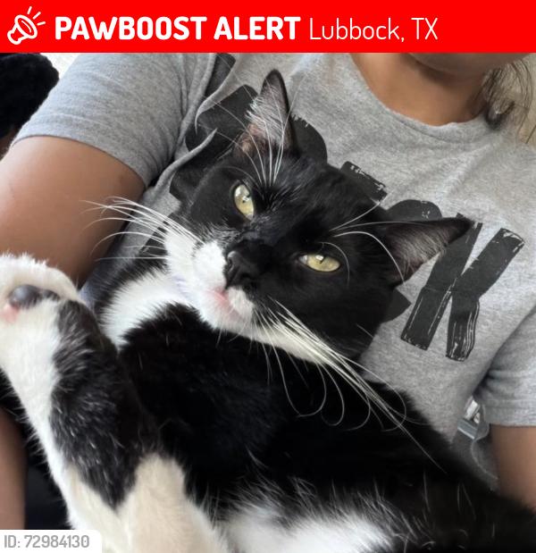 Lost Male Cat last seen Building 1, Lubbock, TX 79407