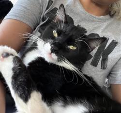 Lost Male Cat last seen Building 1, Lubbock, TX 79407