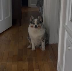 Lost Female Dog last seen Forest and eastern, Cedar Rapids, IA 52403