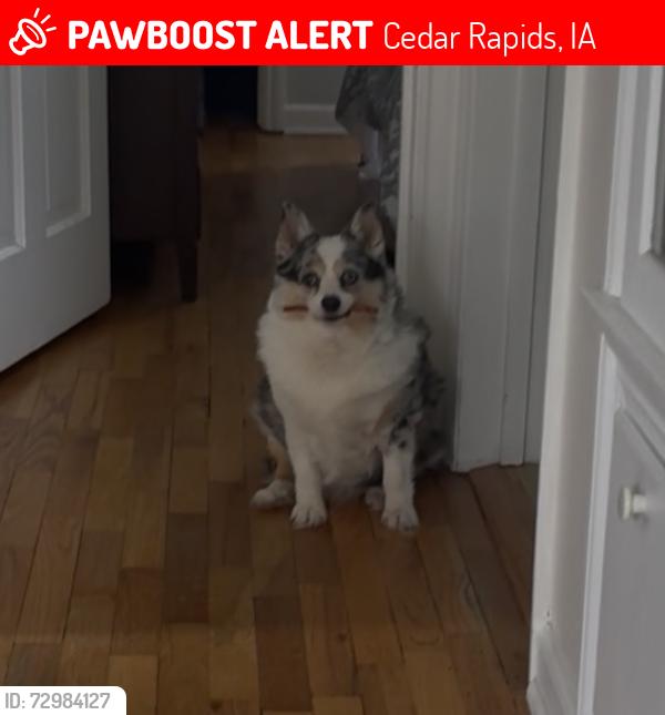 Lost Female Dog last seen Forest and  eastern, Cedar Rapids, IA 52403