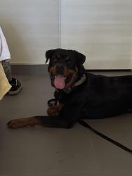 Found/Stray Female Dog last seen Ironwood country club area, Palm Desert, CA 92260