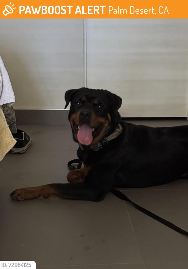 Found/Stray Female Dog last seen Ironwood country club area, Palm Desert, CA 92260