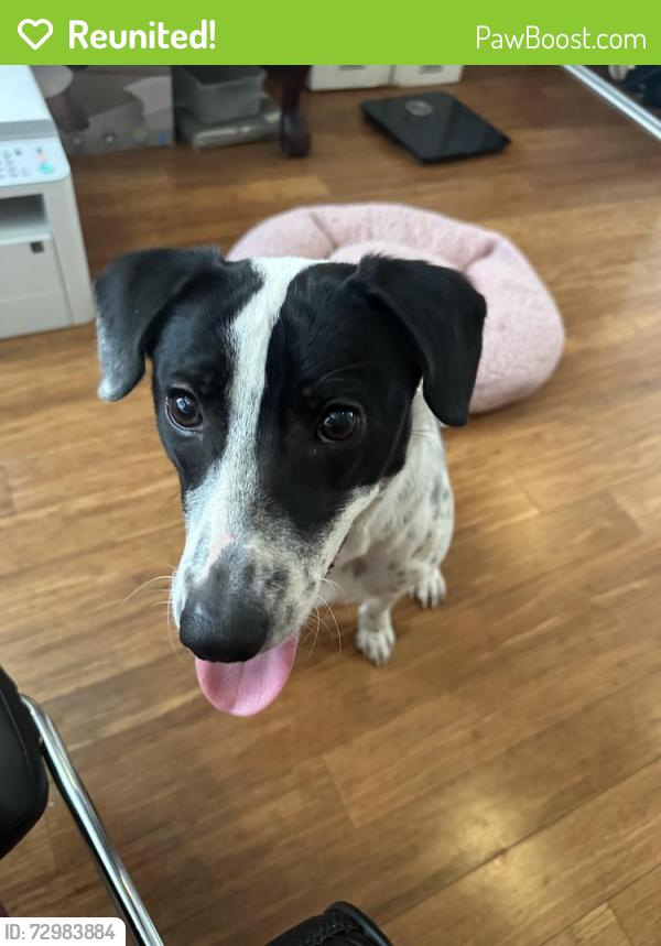 Reunited Male Dog last seen Near 11 Broadway and K st, Chula Vista, CA 91911