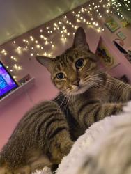 Reunited Male Cat last seen Ardee , Nashville, TN 37216