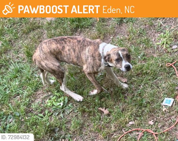 Found/Stray Unknown Dog last seen Price rd., Eden, NC 27288
