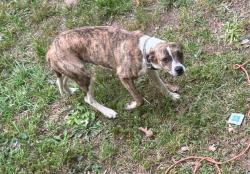 Found/Stray Unknown Dog last seen Price rd., Eden, NC 27288