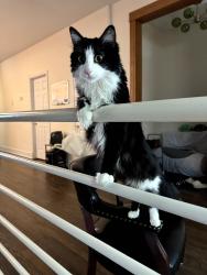 Lost Female Cat last seen Seeley and Irving Park, Chicago, IL 60618