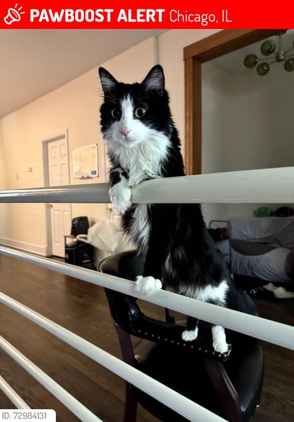 Lost Female Cat last seen Seeley and Irving Park, Chicago, IL 60618