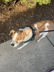 Reunited Male Dog last seen Addison and Lincoln, Chicago, IL 60613