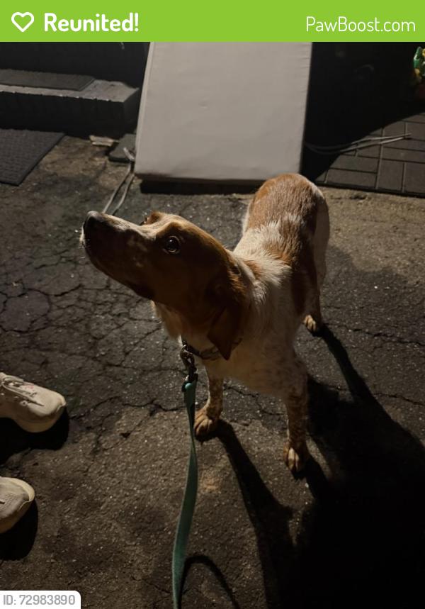 Reunited Unknown Dog last seen College/temple ave downtown newnan, Newnan, GA 30263