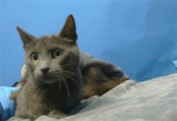 Shelter Stray Female Cat last seen , 216 W Victoria St, Gardena, CA 90248, USA