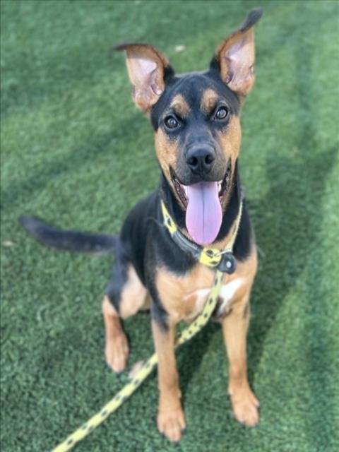 Shelter Stray Male Dog last seen , 3201 Lacy St, Los Angeles, CA 90031, USA