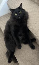Lost Male Cat last seen Near Manchester Crse Geneva Illinois 60134, Geneva, IL 60134