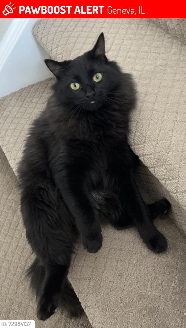 Lost Male Cat last seen Near Manchester Crse Geneva Illinois 60134, Geneva, IL 60134