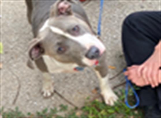 Shelter Stray Female Dog last seen Near , Indianapolis, IN 46221