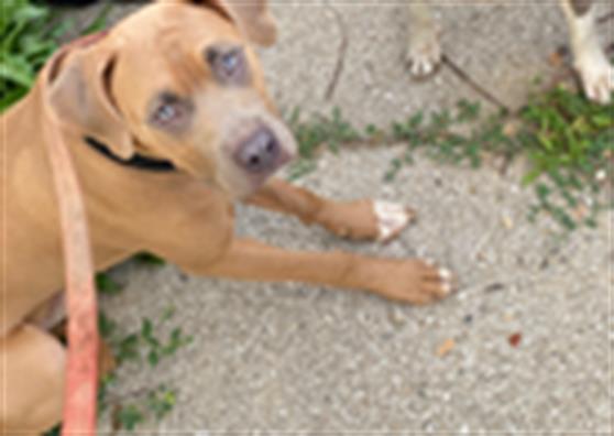 Shelter Stray Male Dog last seen Near , Indianapolis, IN 46221