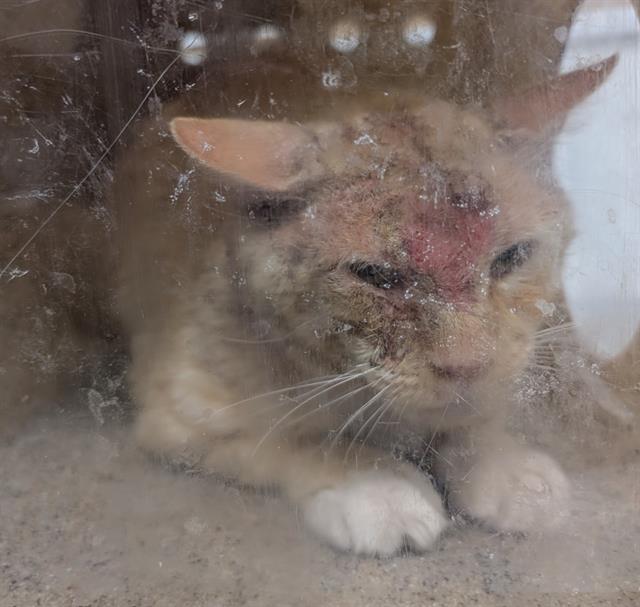 Shelter Stray Male Cat last seen , Camarillo, CA 93010