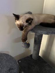 Lost Male Cat last seen Partlow Va, Partlow, VA 22534