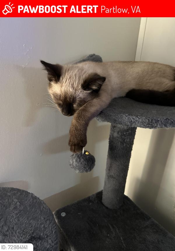 Lost Male Cat last seen Partlow Va, Partlow, VA 22534