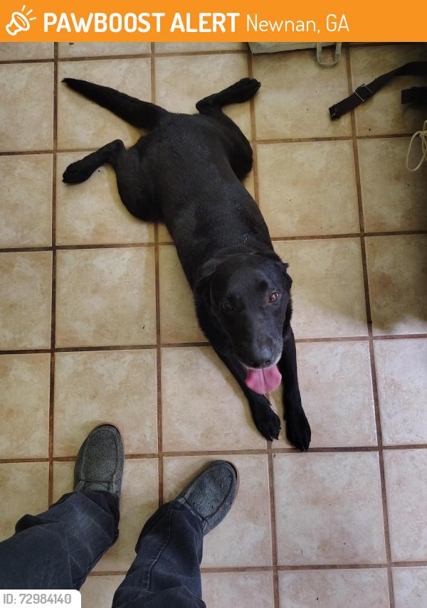 Surrendered Male Dog last seen Rebel Rd , Newnan, GA 30263